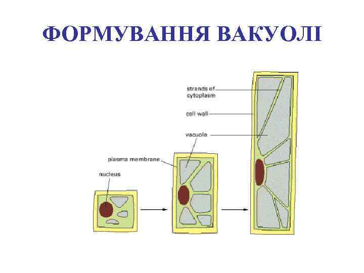 ФОРМУВАННЯ ВАКУОЛІ 