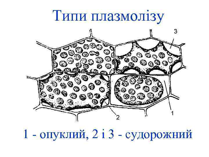 Типи плазмолізу 1 - опуклий, 2 і 3 - судорожний 