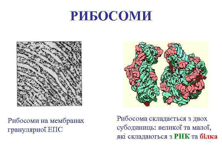 РИБОСОМИ Рибосоми на мембранах гранулярної ЕПС Рибосома складається з двох субодиниць: великої та малої,