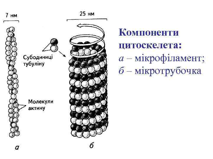 Компоненти цитоскелета: а – мікрофіламент; б – мікротрубочка 