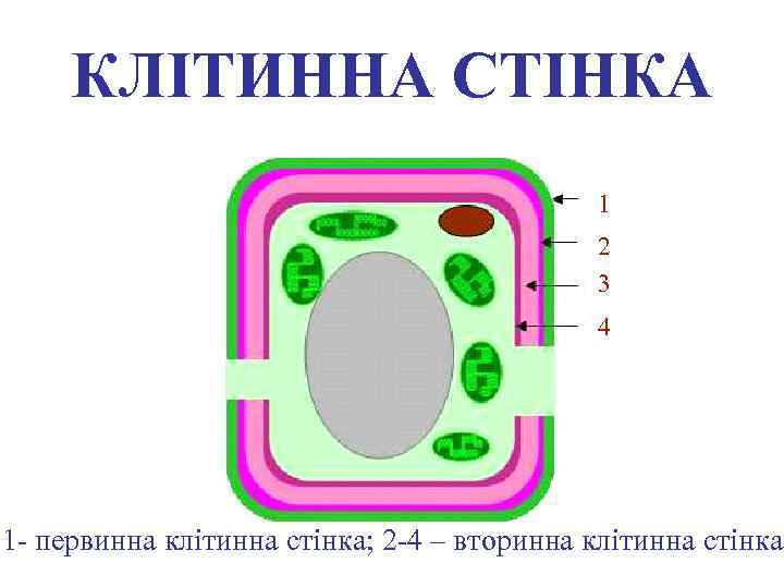 КЛІТИННА СТІНКА 1 2 3 4 1 - первинна клітинна стінка; 2 -4 –