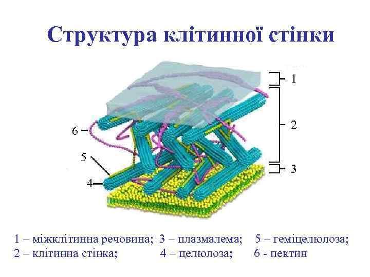 Структура клітинної стінки 1 2 6 5 3 4 1 – міжклітинна речовина; 3