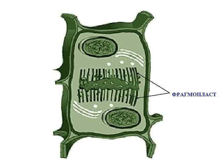 ФРАГМОПЛАСТ 