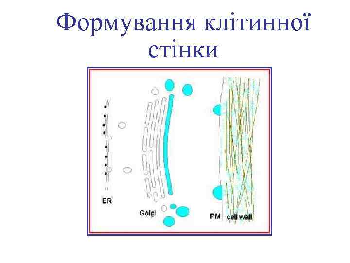 Формування клітинної стінки 