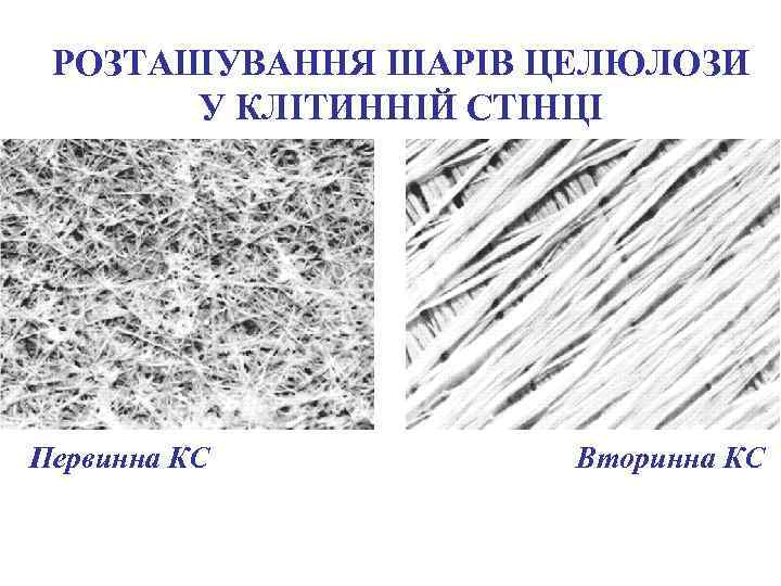 РОЗТАШУВАННЯ ШАРІВ ЦЕЛЮЛОЗИ У КЛІТИННІЙ СТІНЦІ Первинна КС Вторинна КС 