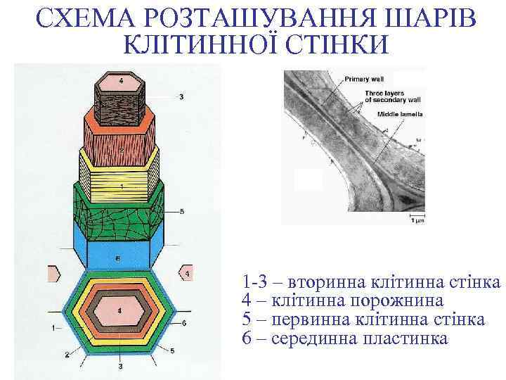 СХЕМА РОЗТАШУВАННЯ ШАРІВ КЛІТИННОЇ СТІНКИ 1 -3 – вторинна клітинна стінка 4 – клітинна