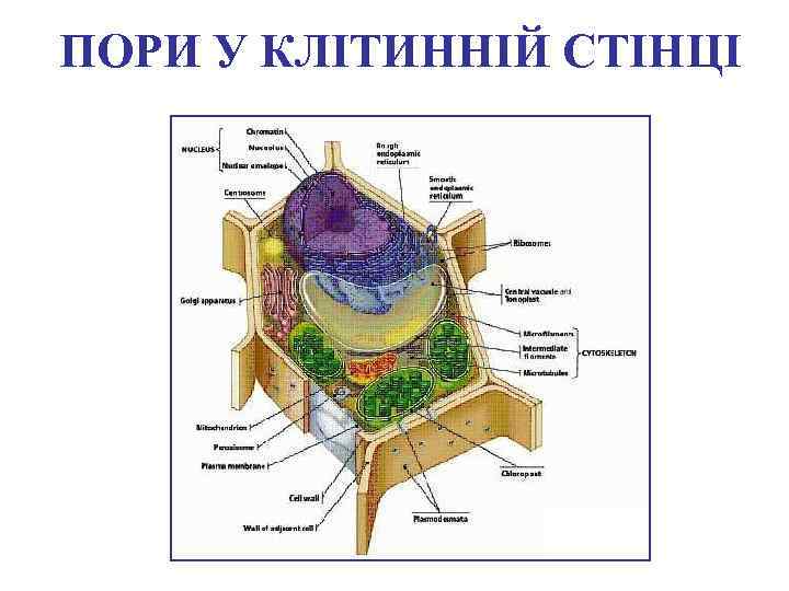 ПОРИ У КЛІТИННІЙ СТІНЦІ 