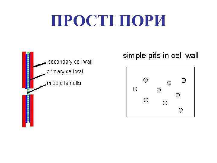 ПРОСТІ ПОРИ 