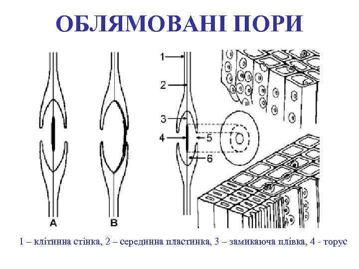 ОБЛЯМОВАНІ ПОРИ 1 – клітинна стінка, 2 – серединна пластинка, 3 – замикаюча плівка,