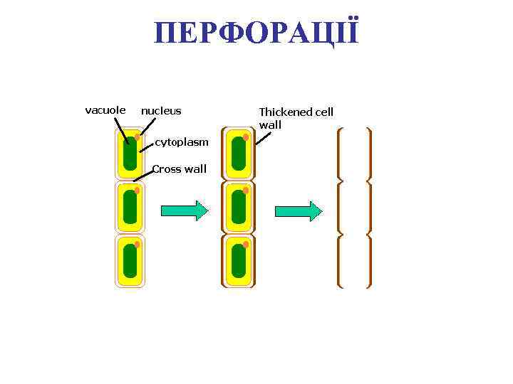 ПЕРФОРАЦІЇ 