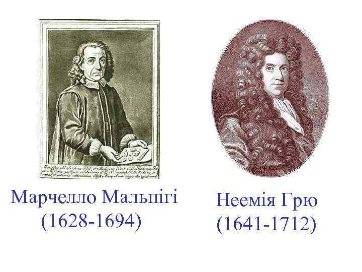 Марчелло Мальпігі (1628 -1694) Неемія Грю (1641 -1712) 