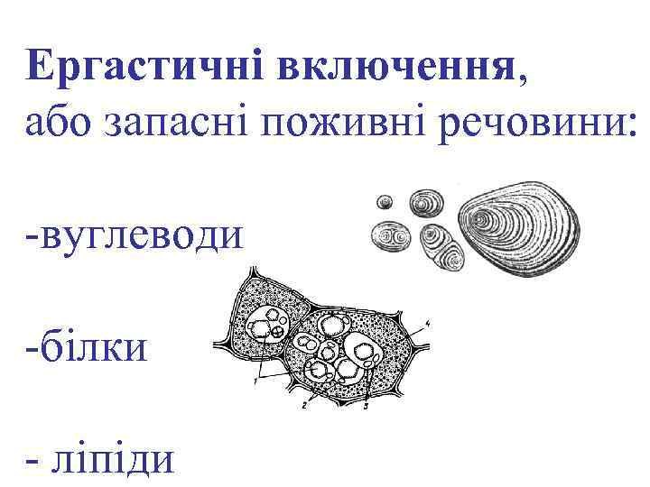 Ергастичні включення, або запасні поживні речовини: -вуглеводи -білки - ліпіди 