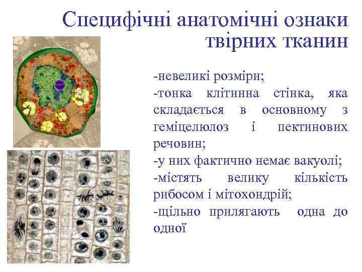 Специфічні анатомічні ознаки твірних тканин -невеликі розміри; -тонка клітинна стінка, яка складається в основному