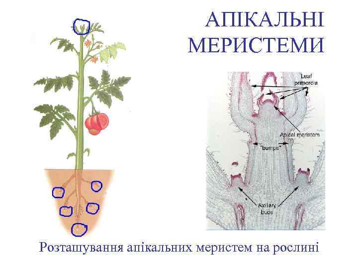 АПІКАЛЬНІ МЕРИСТЕМИ Розташування апікальних меристем на рослині 
