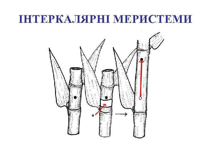ІНТЕРКАЛЯРНІ МЕРИСТЕМИ 