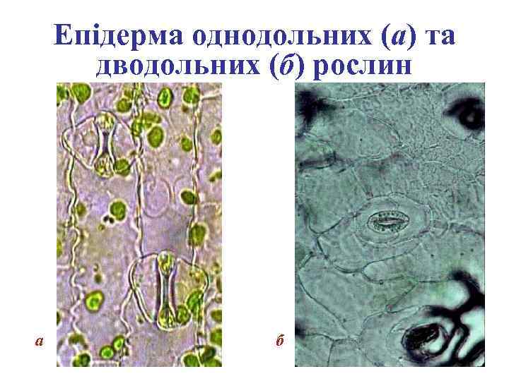 Епідерма однодольних (а) та дводольних (б) рослин а б 