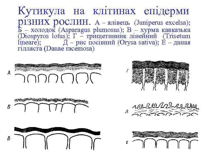 Кутикула на клітинах епідерми різних рослин. А – ялівець (Juniperus excelsa); Б – холодок