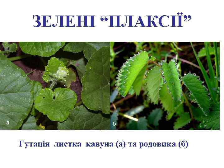 ЗЕЛЕНІ “ПЛАКСІЇ” а б Гутація листка кавуна (а) та родовика (б) 