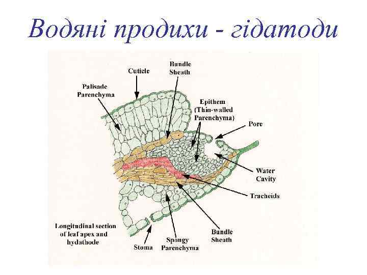 Водяні продихи - гідатоди 