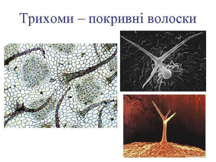 Трихоми – покривні волоски 