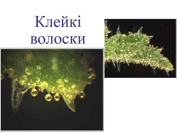 Клейкі волоски 