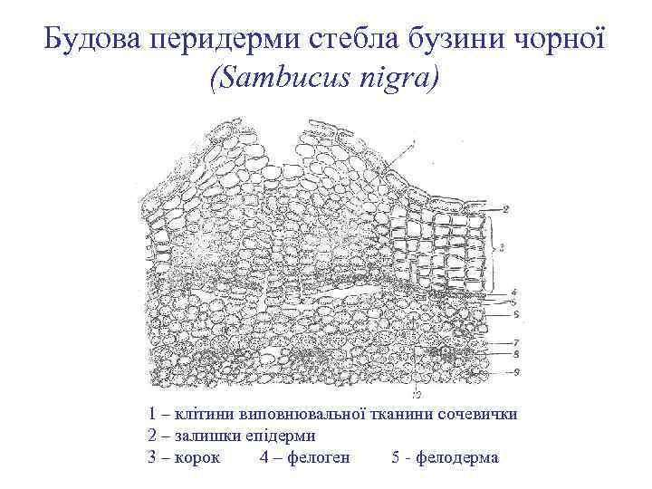 Будова перидерми стебла бузини чорної (Sambucus nigra) 1 – клітини виповнювальної тканини сочевички 2