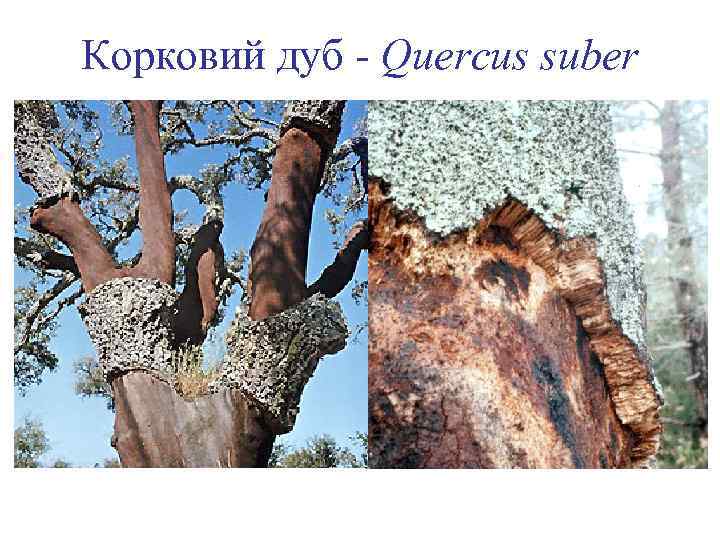 Корковий дуб - Quercus suber 