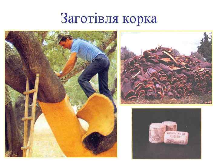 Заготівля корка 