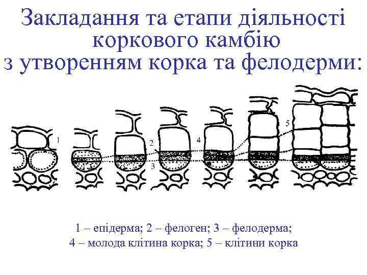 Закладання та етапи діяльності коркового камбію з утворенням корка та фелодерми: 1 – епідерма;