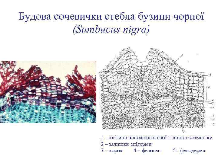 Будова сочевички стебла бузини чорної (Sambucus nigra) 1 – клітини виповнювальної тканини сочевички 2