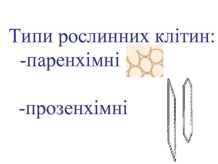 Типи рослинних клітин: -паренхімні -прозенхімні 