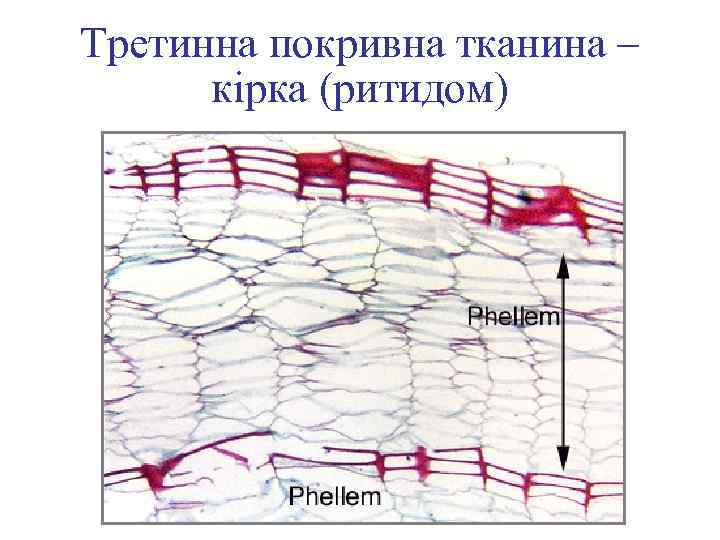 Третинна покривна тканина – кірка (ритидом) 
