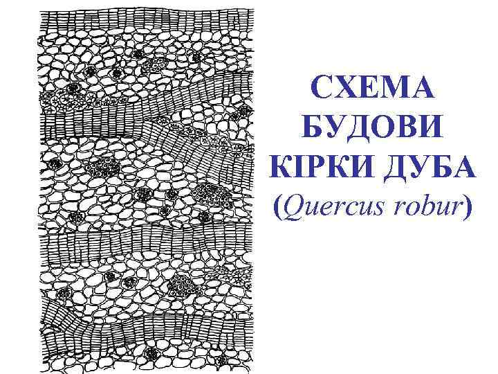 СХЕМА БУДОВИ КІРКИ ДУБА (Quercus robur) 
