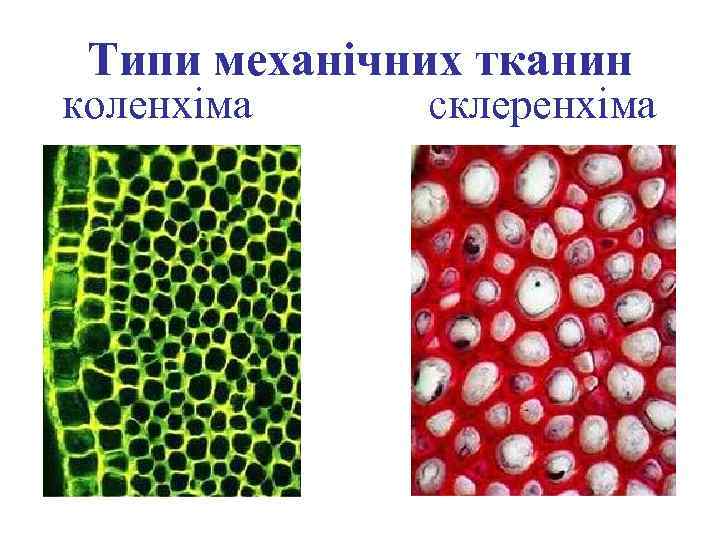 Типи механічних тканин коленхіма склеренхіма 