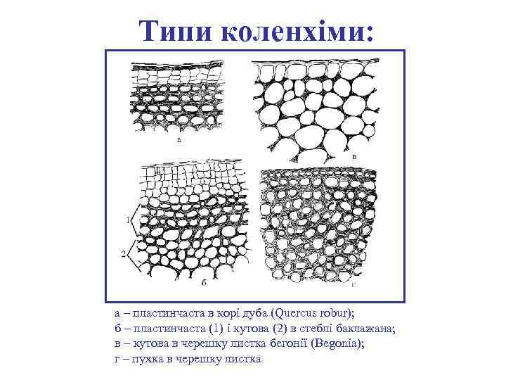 Типи коленхіми: а – пластинчаста в корі дуба (Quercus robur); б – пластинчаста (1)