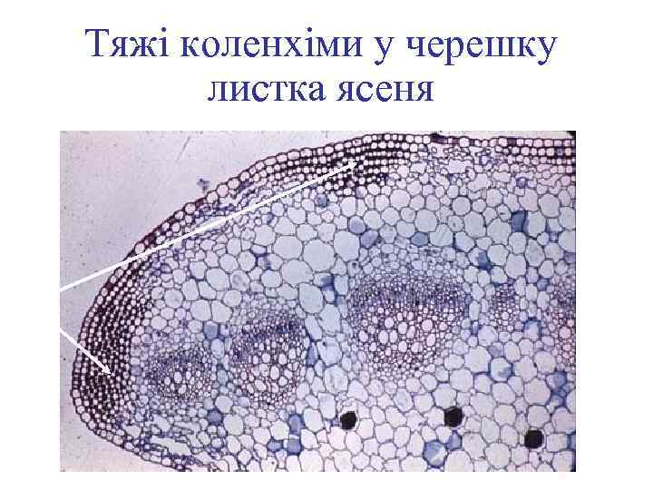 Тяжі коленхіми у черешку листка ясеня 