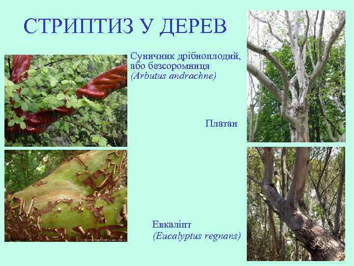 СТРИПТИЗ У ДЕРЕВ Суничник дрібноплодий, або безсоромниця (Arbutus andrachne) Платан Евкаліпт (Eucalyptus regnans) 