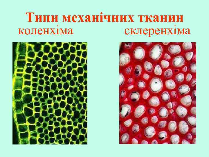 Типи механічних тканин коленхіма склеренхіма 