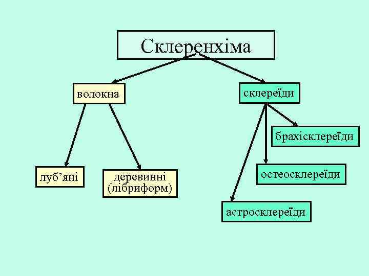 Склеренхіма волокна склереїди брахісклереїди луб’яні деревинні (лібриформ) остеосклереїди астросклереїди 