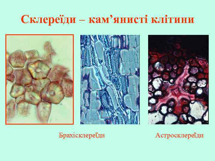 Склереїди – кам’янисті клітини Брахісклереїди Астросклереїди 