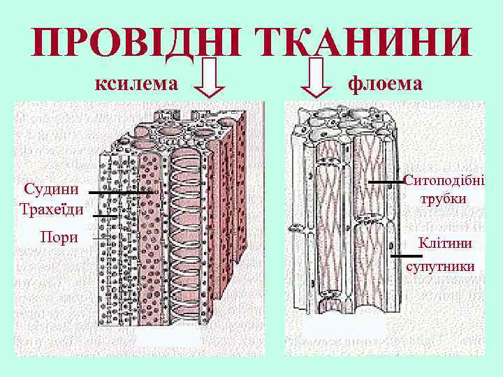 Ксилема это