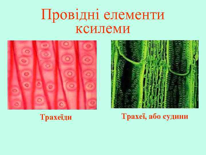 Провідні елементи ксилеми Трахеїди Трахеї, або судини 