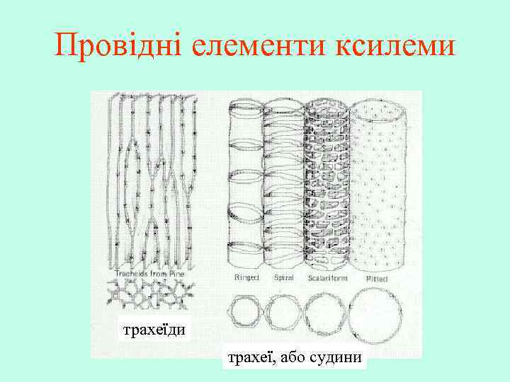 Провідні елементи ксилеми трахеїди трахеї, або судини 