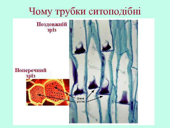 Чому трубки ситоподібні Поздовжній зріз Поперечний зріз 