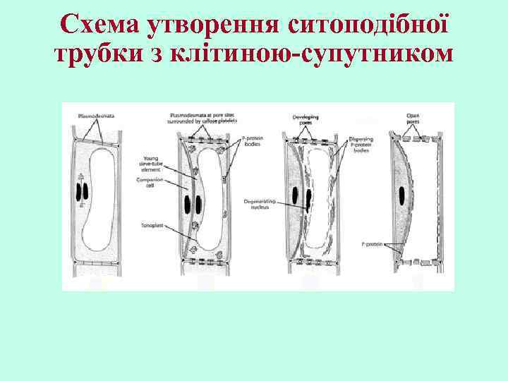 Схема утворення ситоподібної трубки з клітиною-супутником 