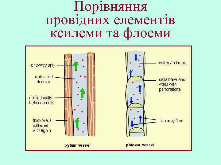 Порівняння провідних елементів ксилеми та флоеми 