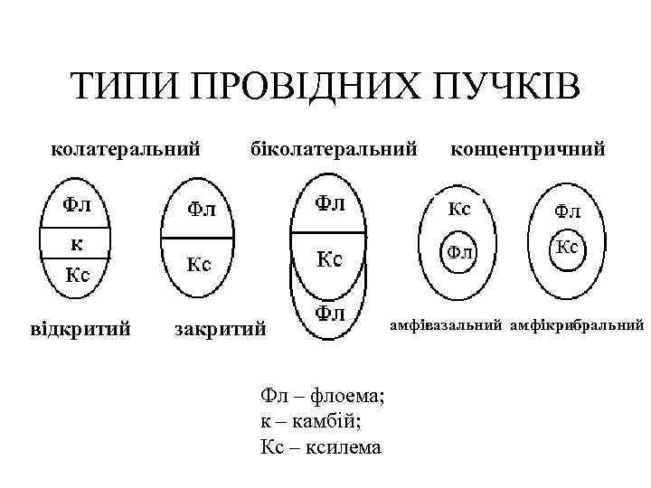 ТИПИ ПРОВІДНИХ ПУЧКІВ колатеральний відкритий біколатеральний закритий Фл – флоема; к – камбій; Кс