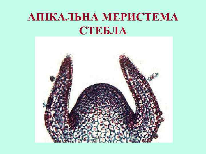 АПІКАЛЬНА МЕРИСТЕМА СТЕБЛА 