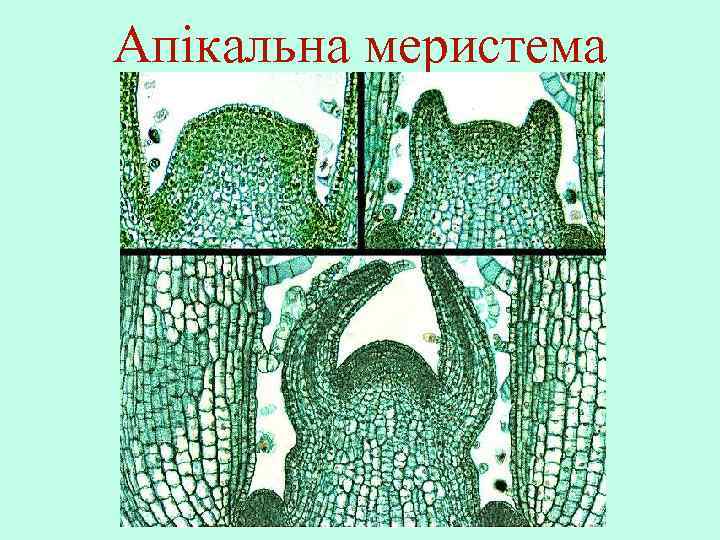 Апікальна меристема 