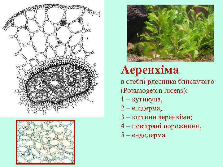 Аеренхіма в стеблі рдесника блискучого (Potamogeton lucens): 1 – кутикула, 2 – епідерма, 3